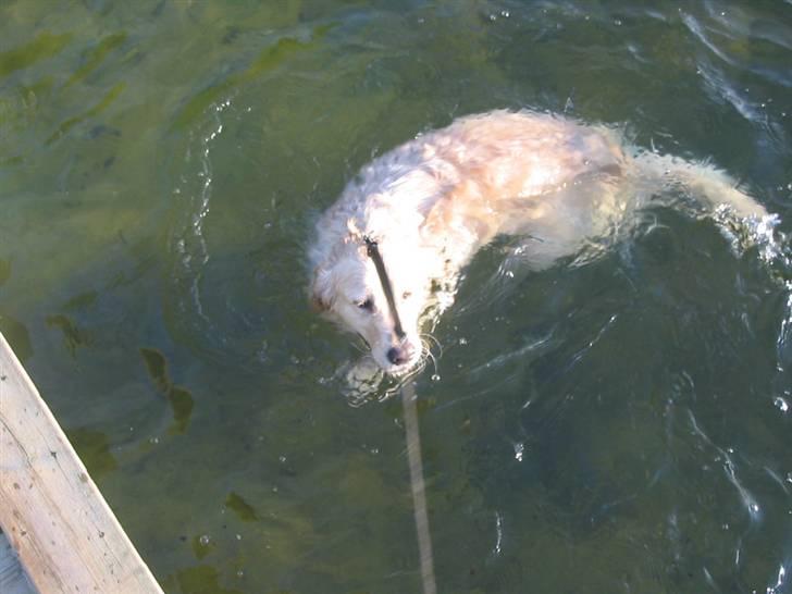 Golden retriever Basse - Orgg hvad se lige mig, jeg er en vandhund billede 14
