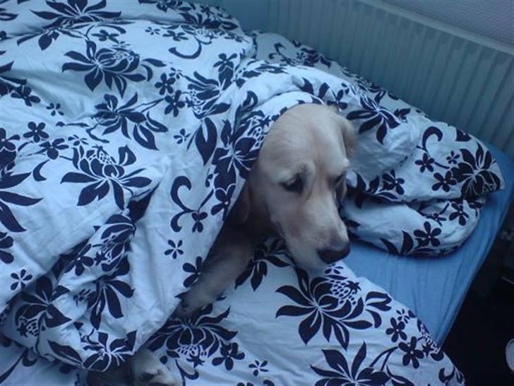 Golden retriever Basse - Mor og jeg leger gemmeleg. SHHHH ikke sig jeg ligger her billede 15