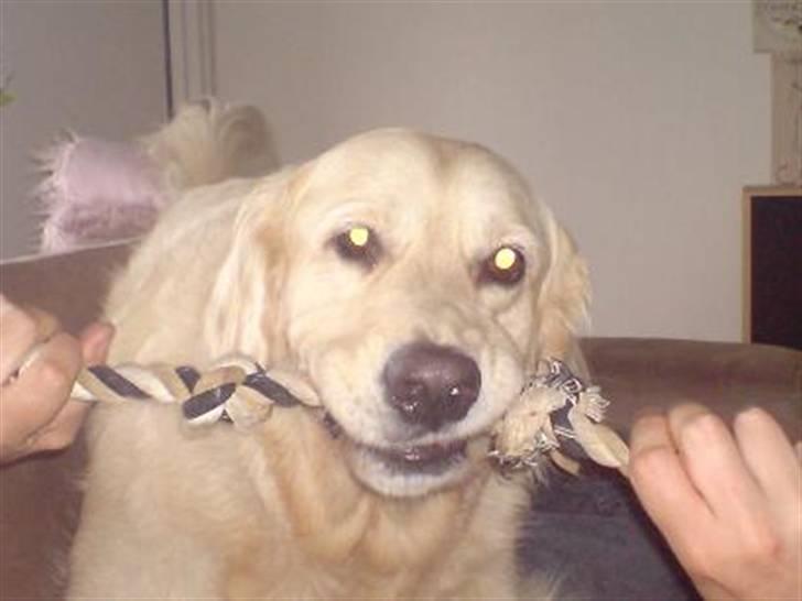 Golden retriever Basse - Jubii. Tovtrækkeri billede 16