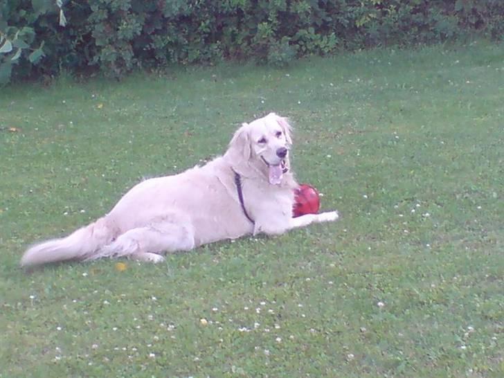 Golden retriever Basse - Det er hårdt at lege med bold billede 17