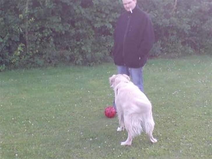 Golden retriever Basse - Skyd nu far, dette kommer der ikke meget ud af billede 18