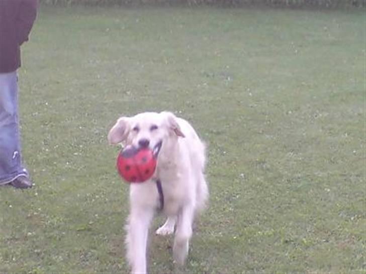Golden retriever Basse - Se mor, se mor jeg fandt min bold. far skød den langt væk. billede 19