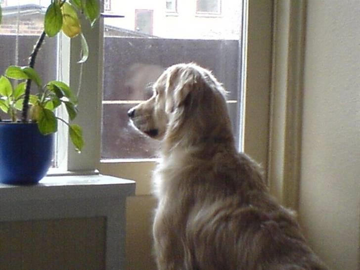 Golden retriever Basse - Hov der var en hund udenfor der sagde noget. gad vide om jeg kan se den.. billede 20