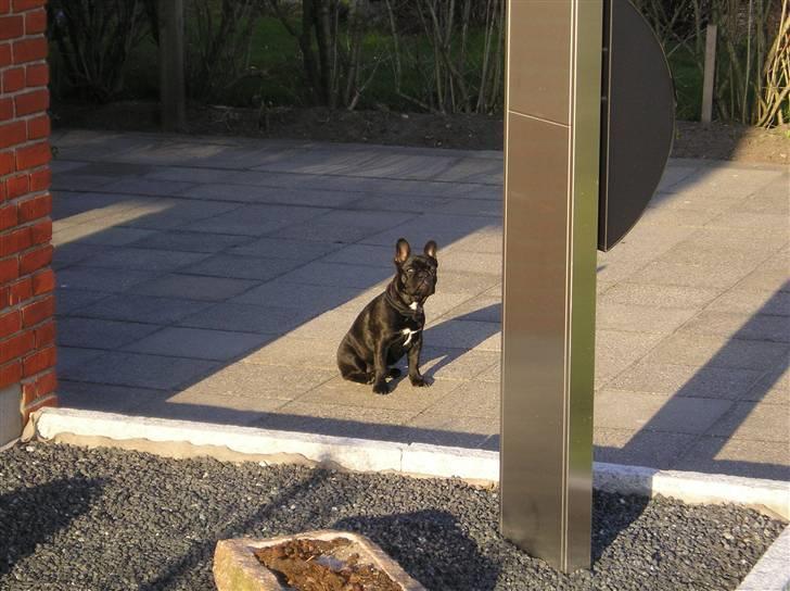 Fransk bulldog Mercedes - Er jeg på.... eller hvad billede 14