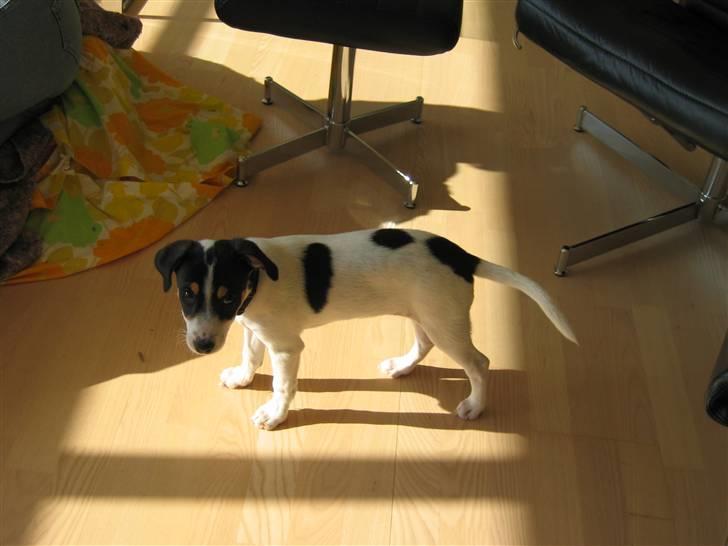 Dansk svensk gaardhund Jenni - synes du jeg er sød:) billede 5