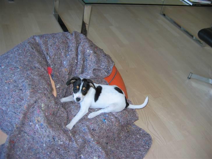 Dansk svensk gaardhund Jenni - skal vi lege hva´ billede 6