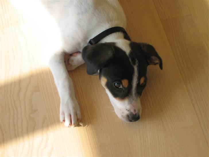 Dansk svensk gaardhund Jenni - nu kan jeg da ikke slappe mere af billede 7