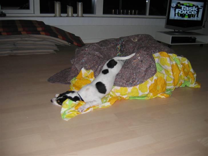 Dansk svensk gaardhund Jenni - synes du selv jeg slapper af nu billede 8