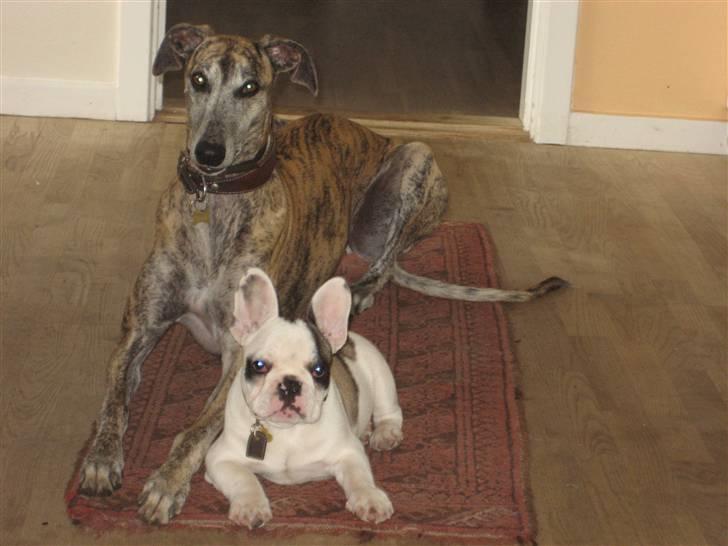 Fransk bulldog Elvis Lilo del Spica - Alba min veninde billede 9