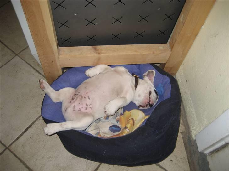 Fransk bulldog Elvis Lilo del Spica - jeg stener ! billede 10