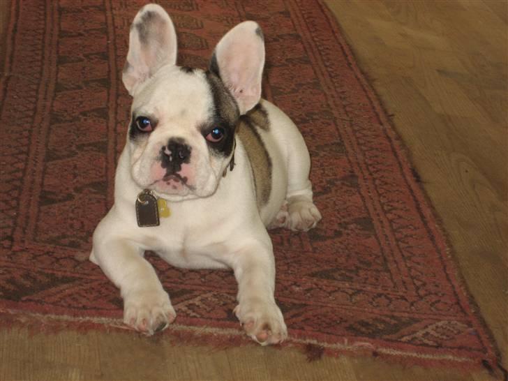 Fransk bulldog Elvis Lilo del Spica - 12 uger jeg vokser ! billede 11