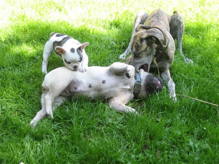 Fransk bulldog Elvis Lilo del Spica - Vi leger så godt 1 billede 12