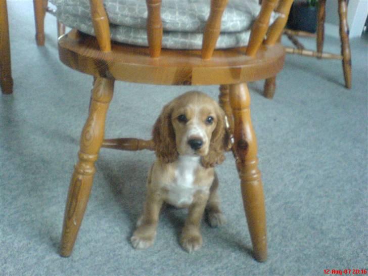 Cocker spaniel Silva - Hun kan lige være der billede 8