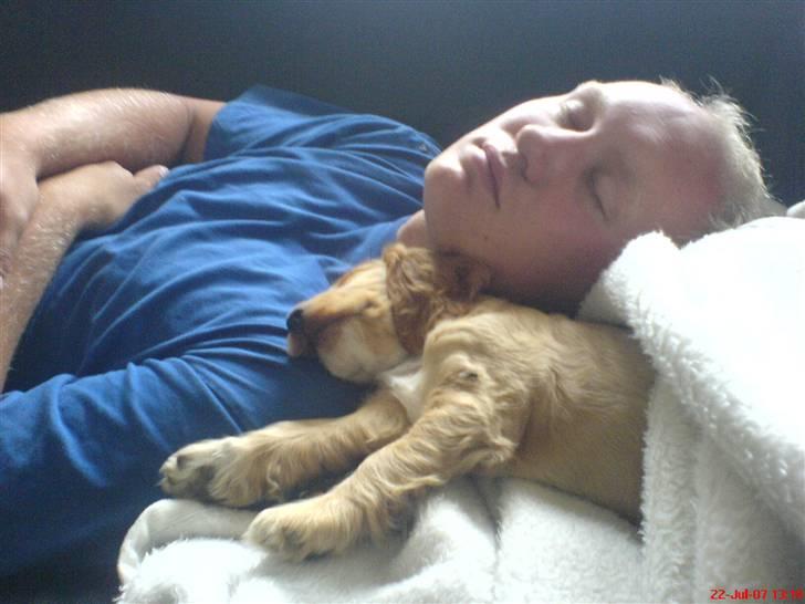 Cocker spaniel Silva - Silva og farmand sover billede 10