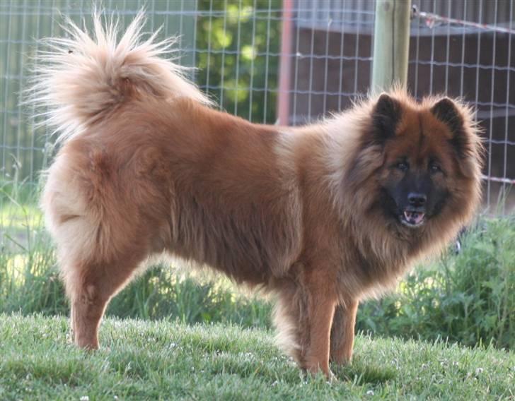 Eurasier Yasmo - 12 år billede 17