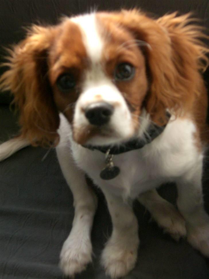 Cavalier king charles spaniel Simba billede 1