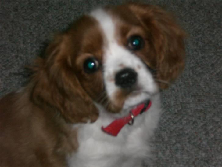 Cavalier king charles spaniel Simba billede 2