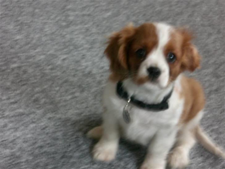 Cavalier king charles spaniel Simba billede 3