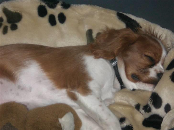 Cavalier king charles spaniel Simba billede 4