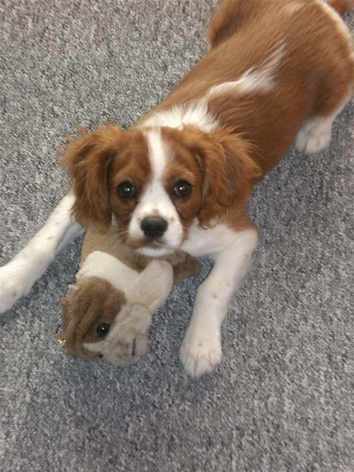 Cavalier king charles spaniel Simba billede 5