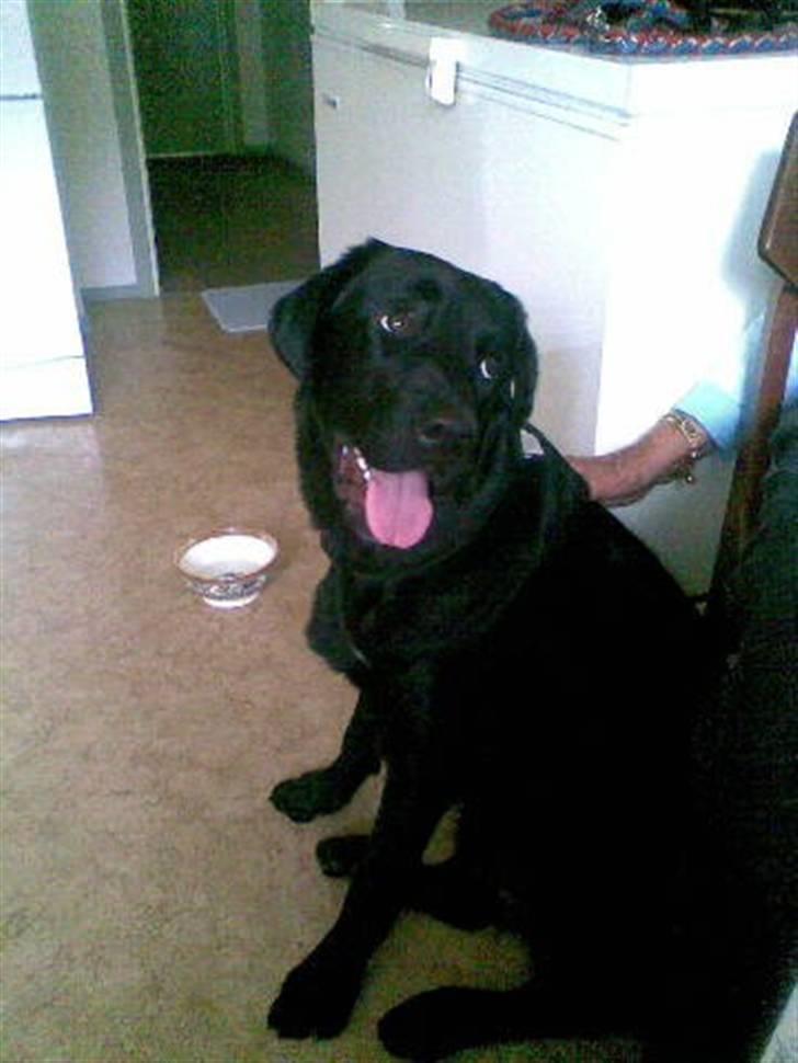 Blanding af racer Fraya - Lab/Berner 26/8-06 - 14/2-19 - Fraya er med ude hos min bedste søn. 26/8-07 billede 18