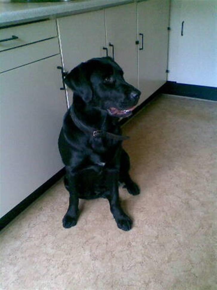 Blanding af racer Fraya - Lab/Berner 26/8-06 - 14/2-19 - Fraya hos bedste billede 19