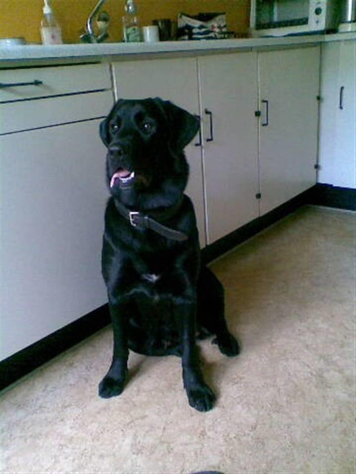 Blanding af racer Fraya - Lab/Berner 26/8-06 - 14/2-19 - Fraya hos bedste billede 20