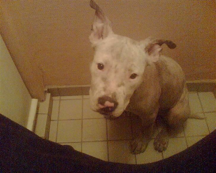 Amerikansk staffordshire terrier Chico billede 7