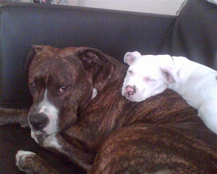 Amerikansk staffordshire terrier Chico billede 8