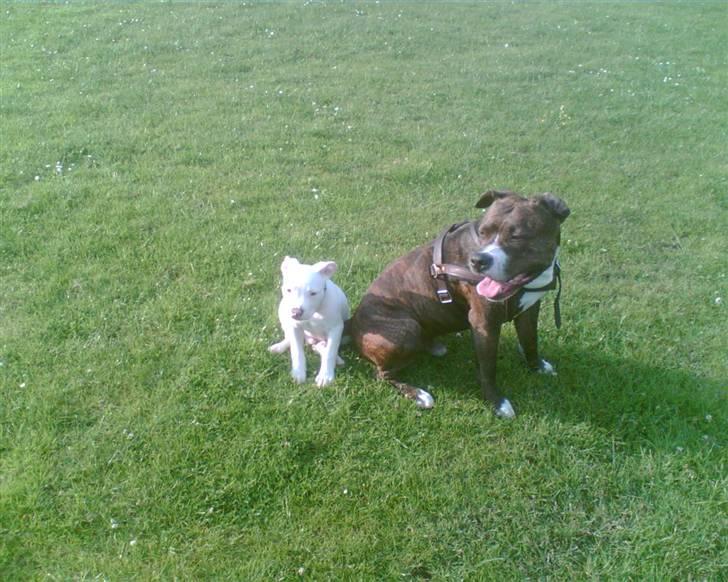 Amerikansk staffordshire terrier Chico billede 9