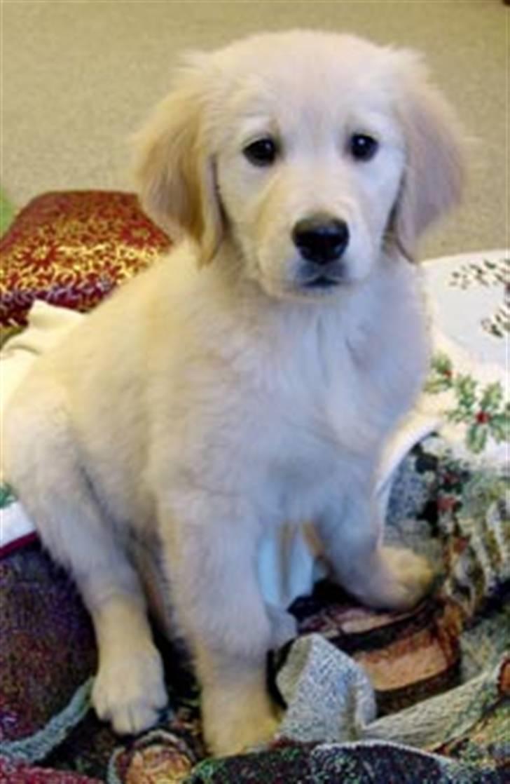 Blanding af racer Teodor billede 1