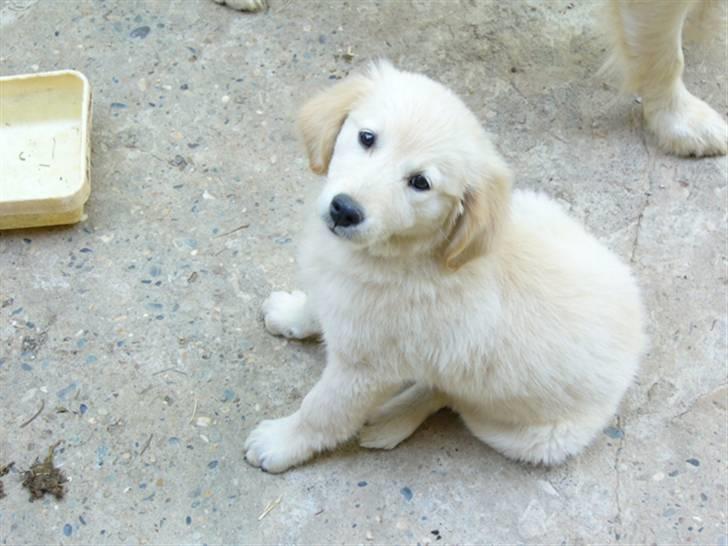 Blanding af racer Teodor billede 2