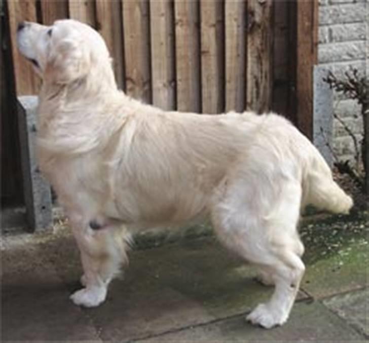 Blanding af racer Teodor billede 3