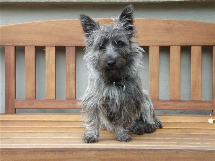 Cairn terrier Carlos - Er jeg ikke sød ? =) billede 1