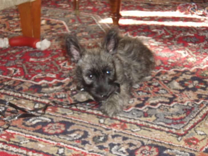 Cairn terrier Carlos - Ligger lig og hygger på tæppet billede 2