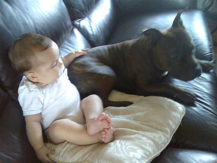 Staffordshire bull terrier "Zezar"   - Vores baby´s bedste ven.. billede 13