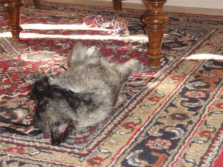 Cairn terrier Carlos - Åh det klør. billede 3