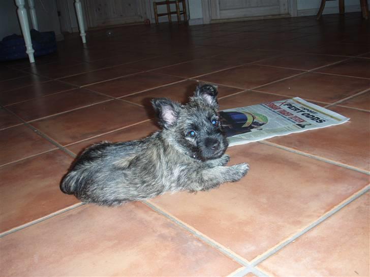 Cairn terrier Carlos - Se min fine avis. billede 4