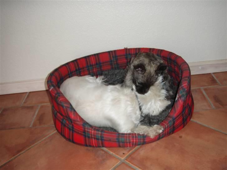 Cairn terrier Carlos - Ligger lig og putter med Rossita billede 5