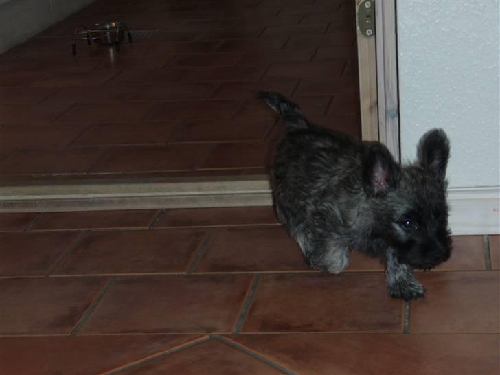 Cairn terrier Carlos - Kommer luskende billede 6