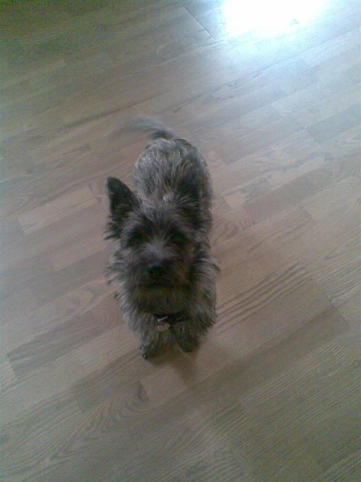 Cairn terrier Carlos - Nogle der kaldte? billede 7