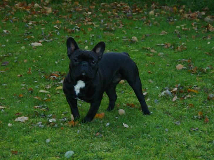 Fransk bulldog oskar - hej hej. billede 1