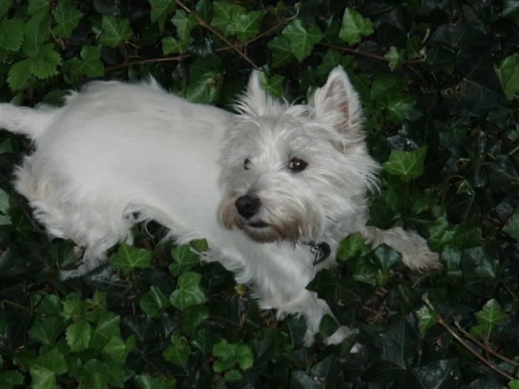 West highland white terrier Rositta - Er jeg ikke fin som jeg ligger her =) billede 1