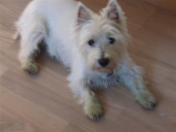 West highland white terrier Rositta - Ligger lige og nyder gulvvarmen =) billede 2