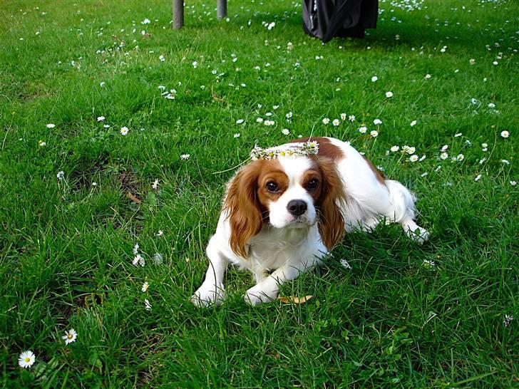 Cavalier king charles spaniel Bella Rosa billede 1
