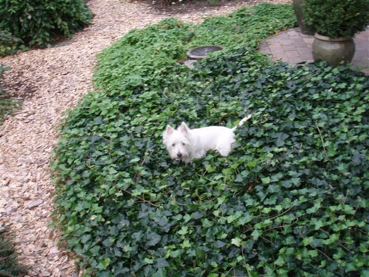 West highland white terrier Rositta - Kaldte du? billede 3