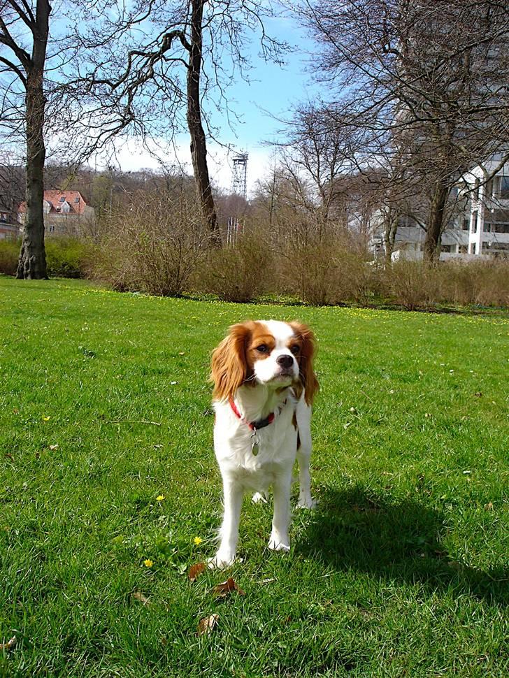 Cavalier king charles spaniel Bella Rosa billede 2