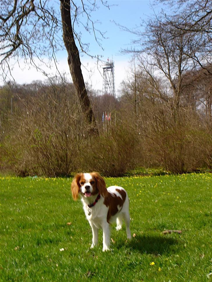Cavalier king charles spaniel Bella Rosa billede 3