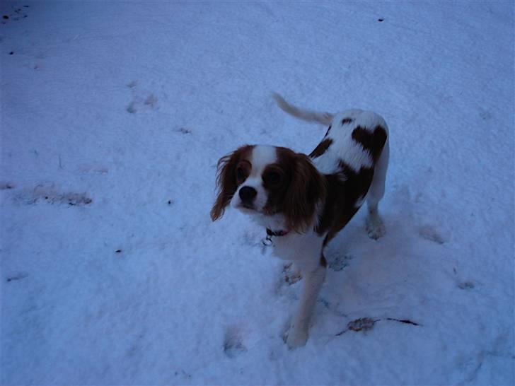 Cavalier king charles spaniel Bella Rosa billede 4