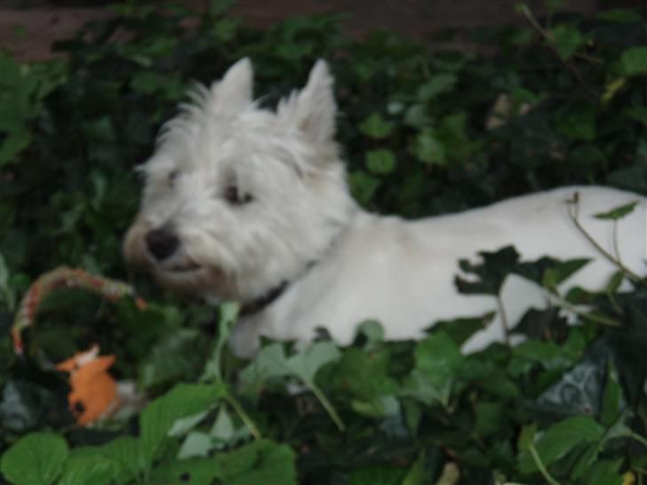 West highland white terrier Rositta - Se mit legetøj.. billede 4